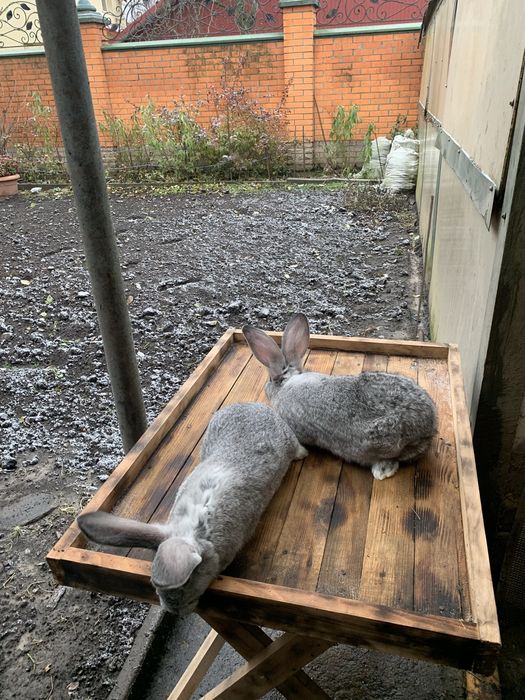 Продам  кролі