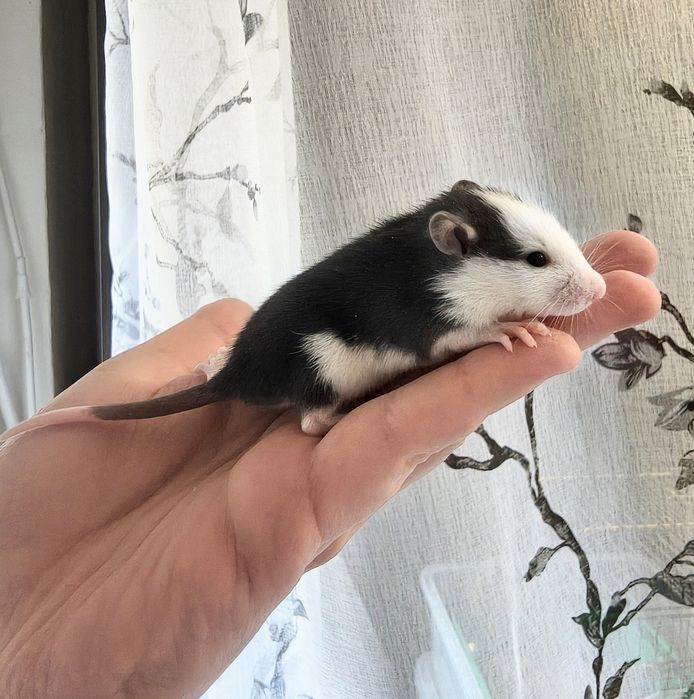 Щурики, пацючки, дівчата, стандарт, дамбо і хаскі