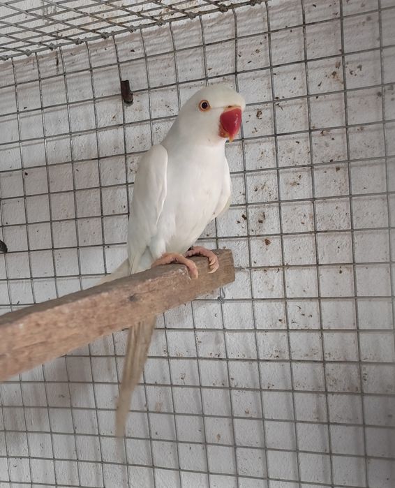 Ring neck pálido azul de 2025