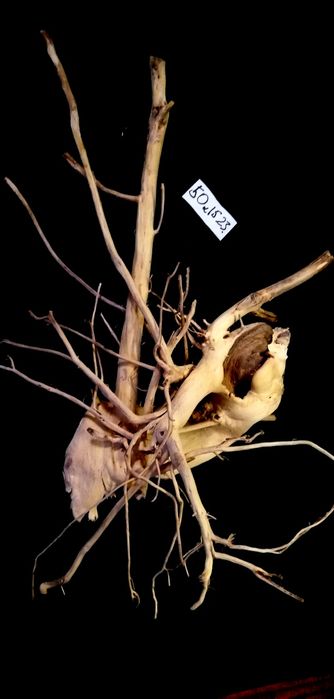 Коряга, Вимочена, виварена.