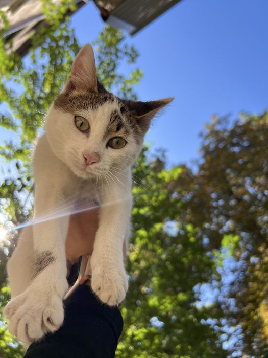 Дівчинка Соня шукає дім