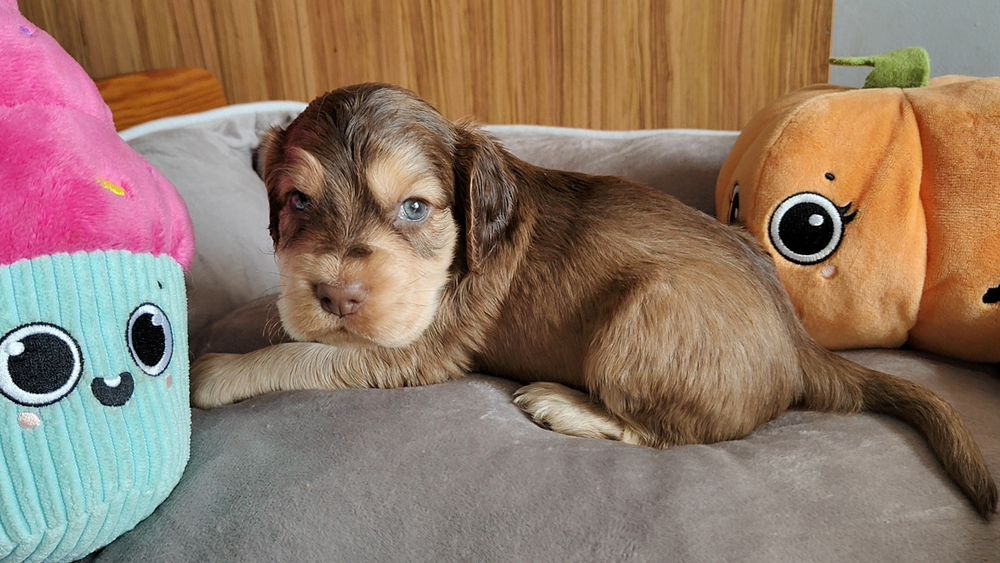 Cocker spaniel angielski piesek , badania