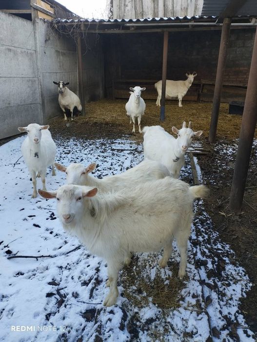 Терміново продаю кози