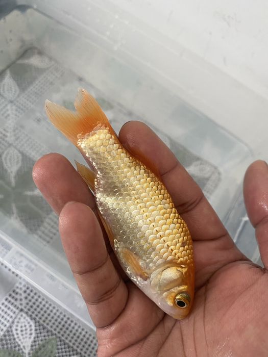 Peixe comete amarelo
