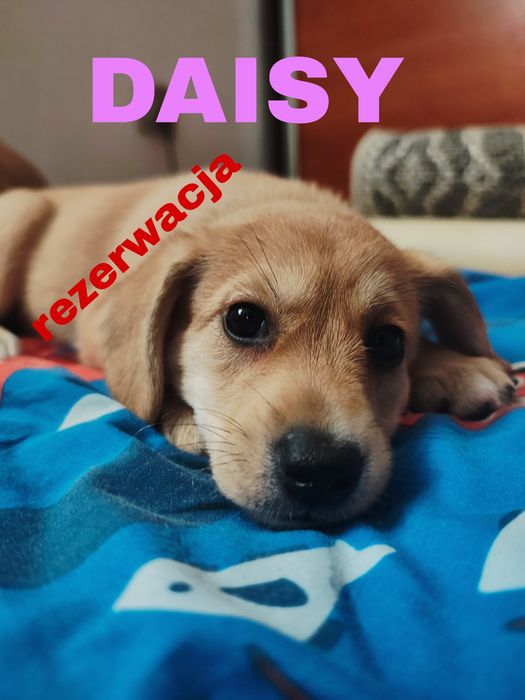 Szczeniaki / pieski  szukają nowego domu oddam