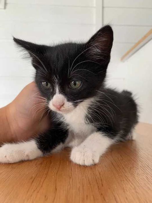gato macho bebé 2 meses preto e branco