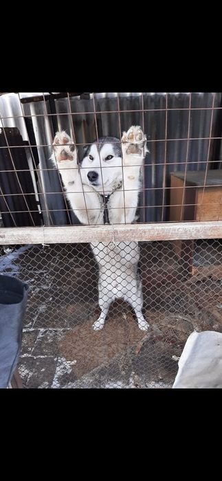 Віддам собаку у добрі руки