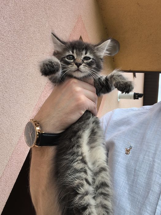 Kotki długowłose matka po Maine coon