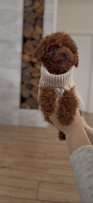 Poodle toy red brown