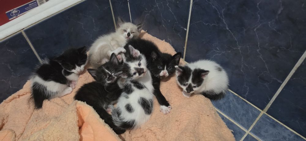 Gatinhos bebes para oferecer