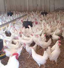 Kury nioski z wolnego wybiegu ! Rossa Messa Leghorn Dominant !