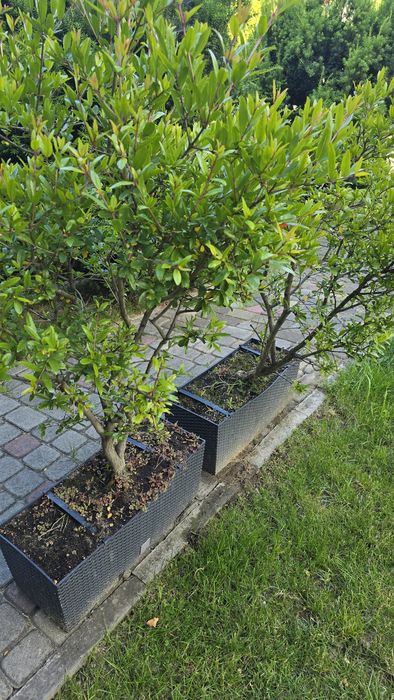 Granat - dwa drzewka