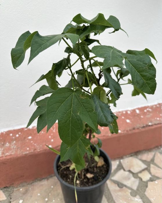 Planta Algodão mudas em vaso