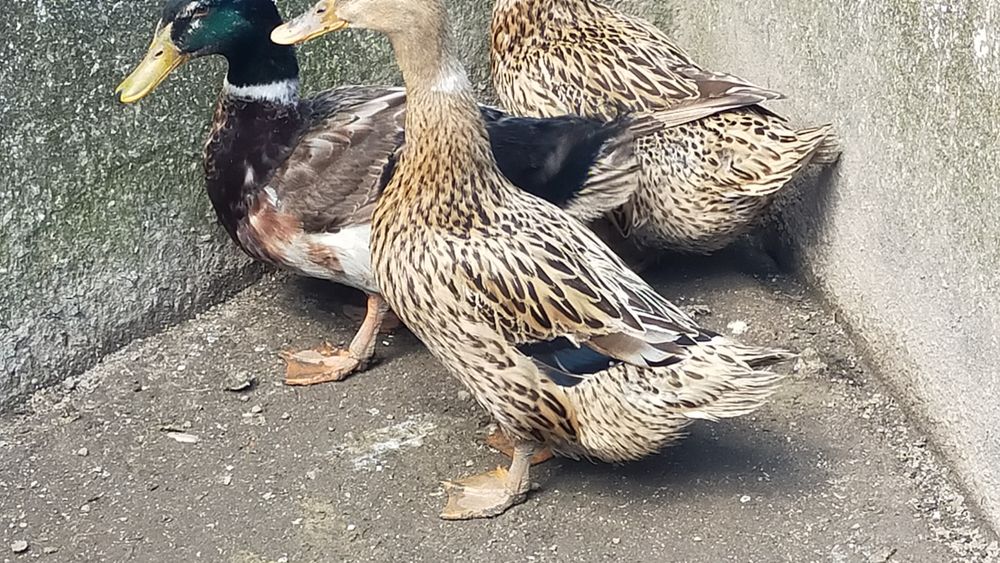 Patos Rouen - excelente carne (Promoção)