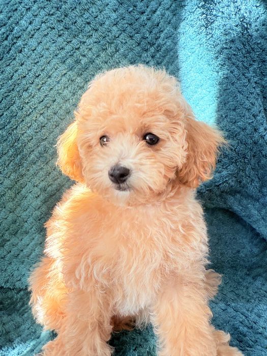 MALTIPOO F1B  po pudlu Toy - suczka