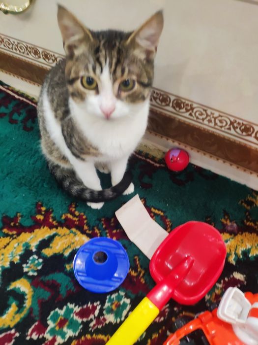 Отдам даром в добрые руки полосато-белого котика