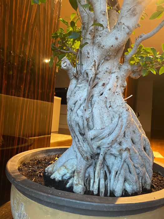 Bonsai Ficus Retusa Gigante +50anos