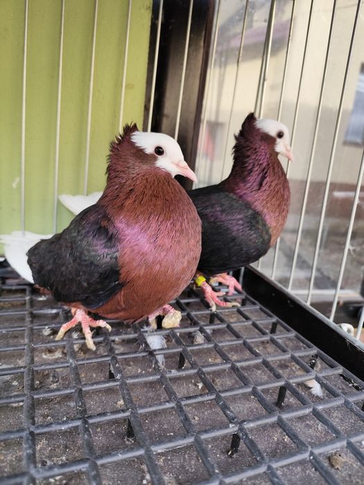 Gile białogłowe żółte albo miedziane 100 zł sztuka szt