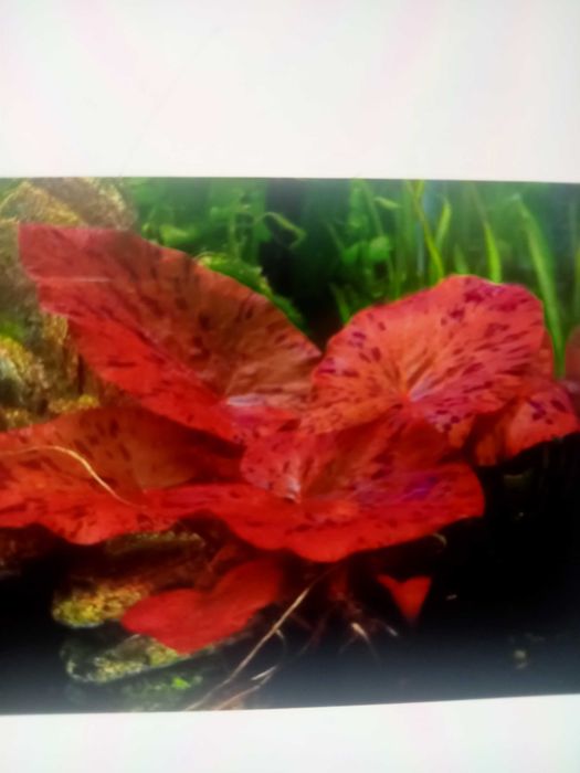 Plantas para aquário