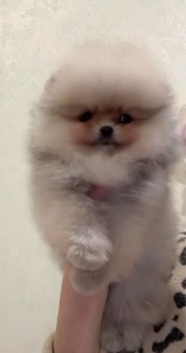 Файний оранж помчик,мiнi