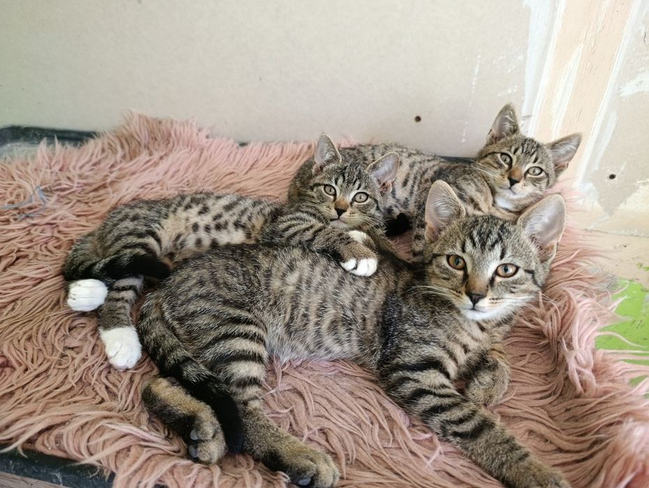 Piękne kocięta do adopcji