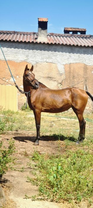 Disponivel egua PSL Letra "z"Pontuada