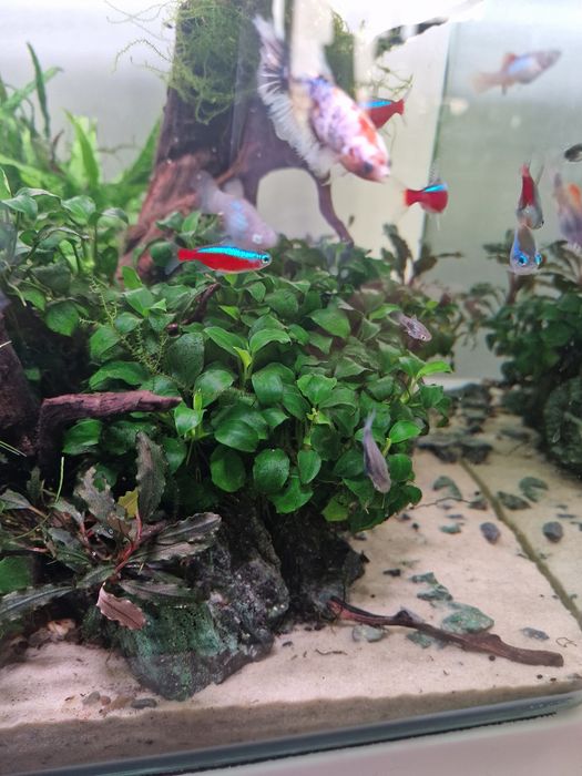 Plantas aquário- anubias  bonsai
