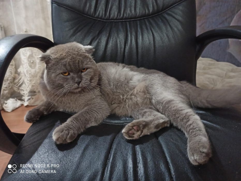 Британський вислоухий Кiт для вязки