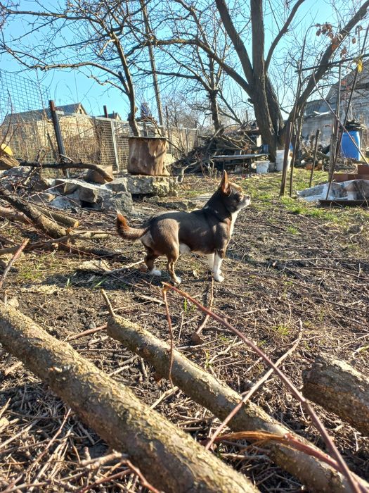 Кобель чихуахуа для вязки