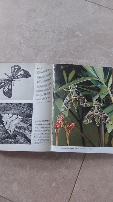Wielki Atlas Owadów