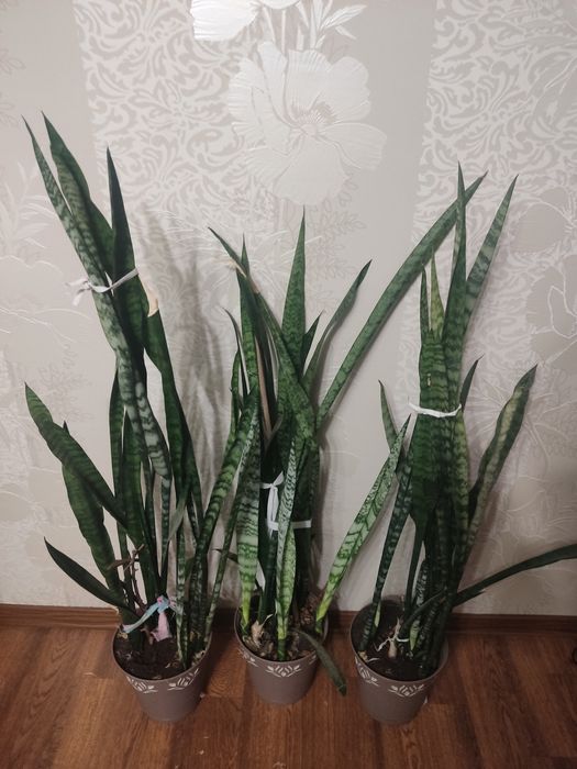 Продам сансевієрію висока