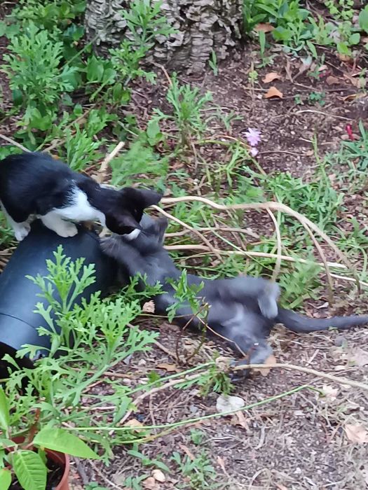 Gatinhos para adocao