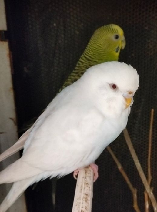 Dois casais de periquitos aceito troca