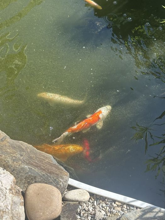 Vendo carpas koi