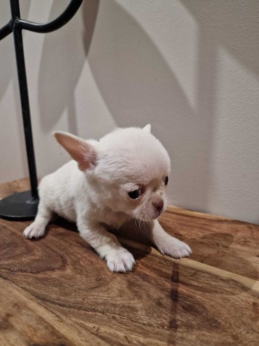 Chihuahua super Miniatura