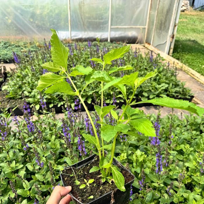 Sadziec plamisty 'Atropurpureum' Różowy, doniczka 2L (Eupatorium)