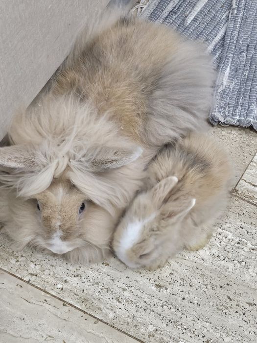Coelhos  bebés ..