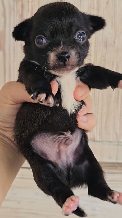 Хлопчик чихуахуа