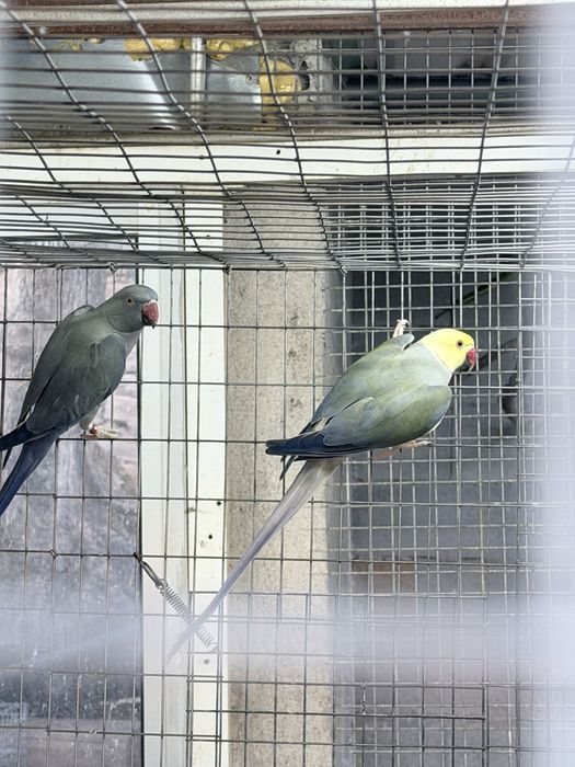 3 casais de Ring Necks