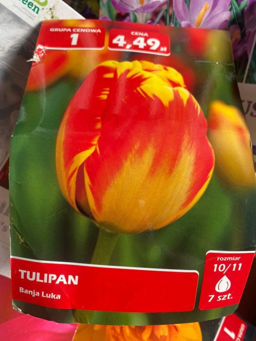 Тюльпани 60 грн пачка