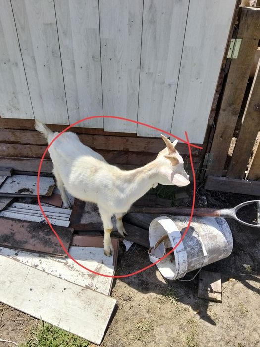 Vendo cabritos com 3 meses