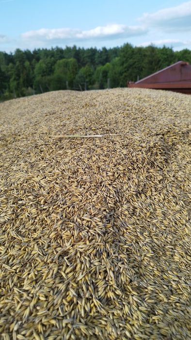 Owies jary tegoroczny