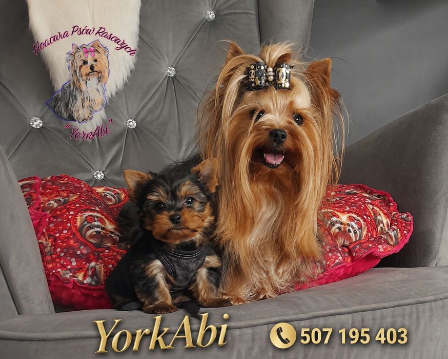 Yorkshire terrier york mini samiec po malych  rodzicach