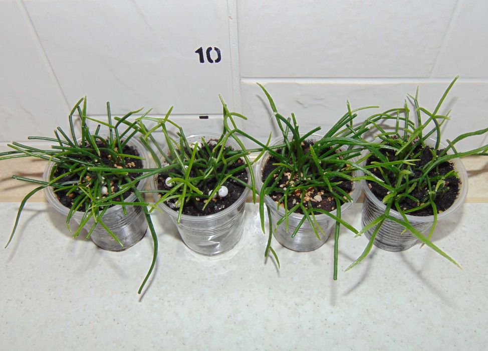 Ріпсаліс волосовидний (Rhipsalis capilliformis)