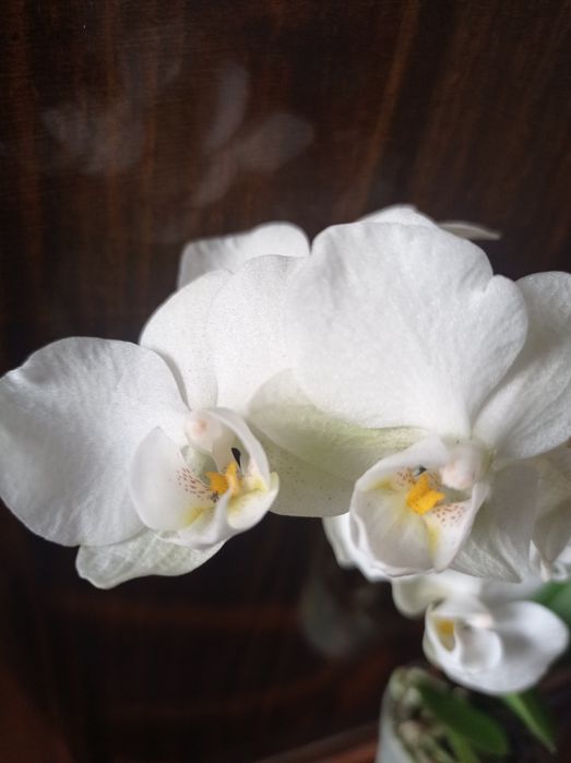 орхидея фаленопсис мини