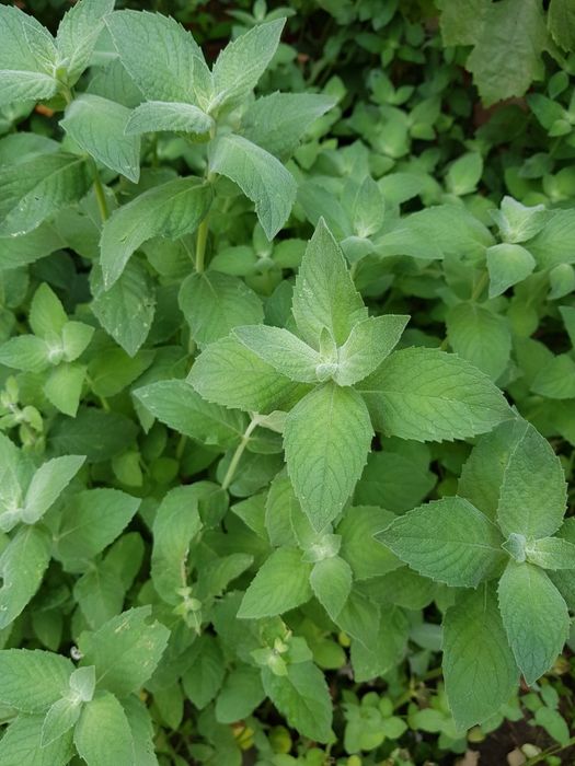 Сушеная мята крупный лист