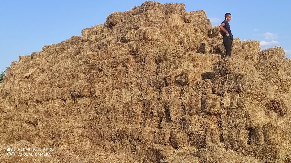 Продам сено в тюках ...