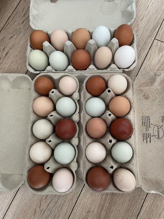 Jajka lęgowe - mix na kolorowe jajka