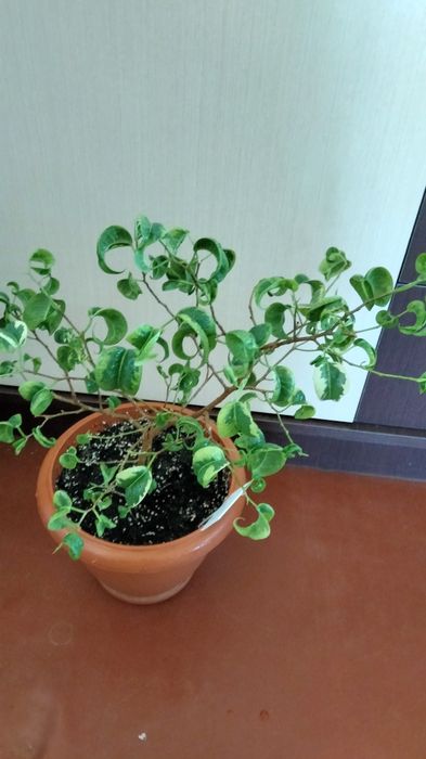 Продам кімнатні квіти