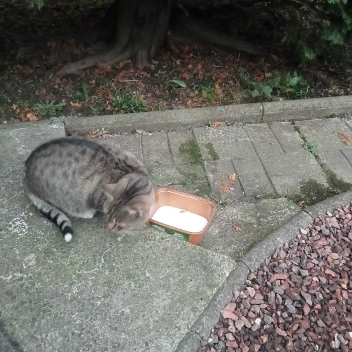 SZUKAM mojego Stefana